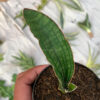 Sansevieria Malawi Bat, real feature image plant. Picture taken directly from kaktus.id community Sansevieria farmer green houses.