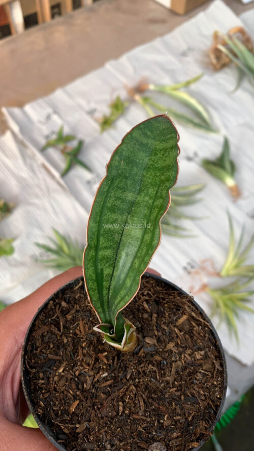 Sansevieria Malawi Bat, real gallery image #10 plants. Picture taken directly from kaktus.id community Sansevieria farmer green houses.