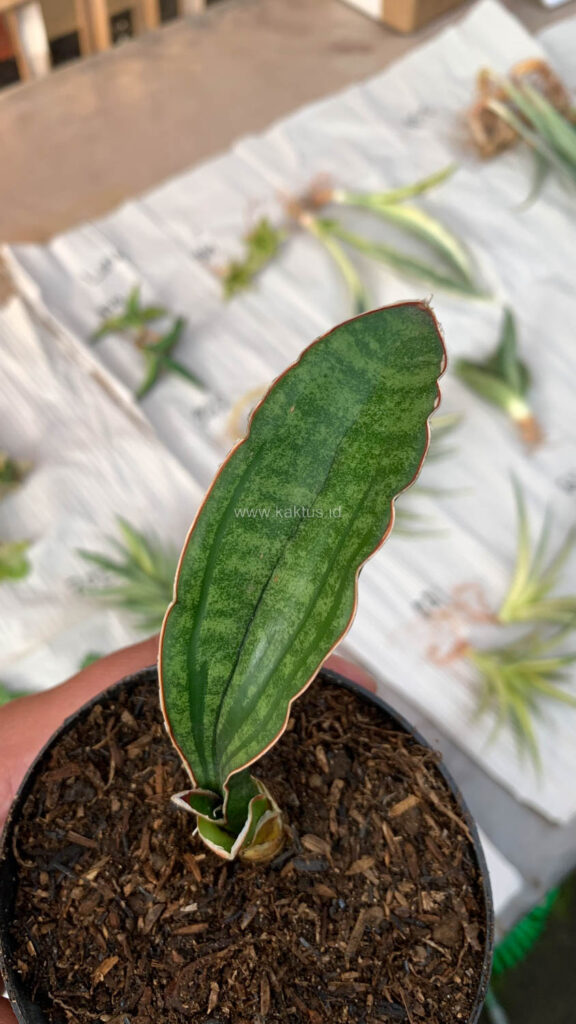 kaktus.id