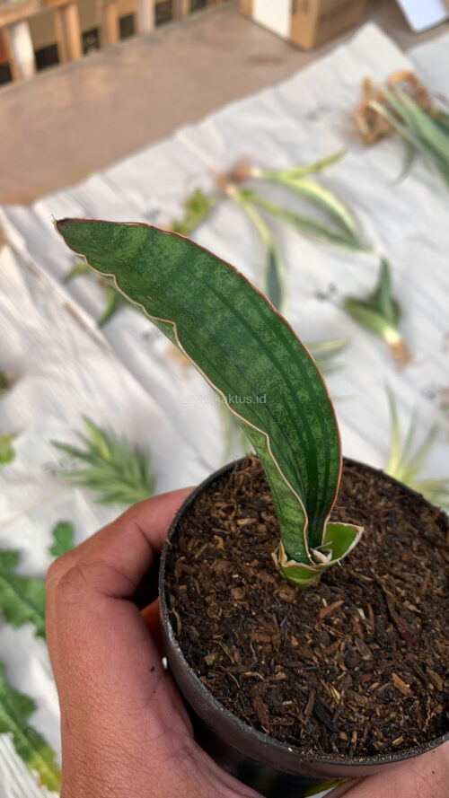 Sansevieria Malawi Bat, real gallery image #12 plants. Picture taken directly from kaktus.id community Sansevieria farmer green houses.