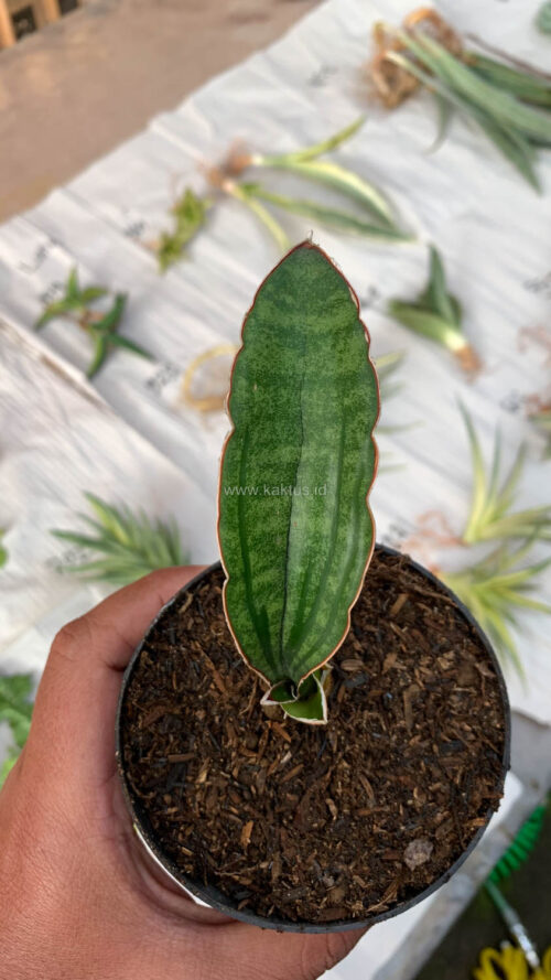 Sansevieria Malawi Bat, real gallery image #2 plants. Picture taken directly from kaktus.id community Sansevieria farmer green houses.