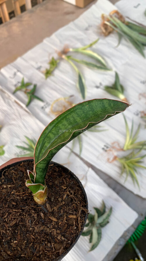 Sansevieria Malawi Bat, real gallery image #1 plants. Picture taken directly from kaktus.id community Sansevieria farmer green houses.