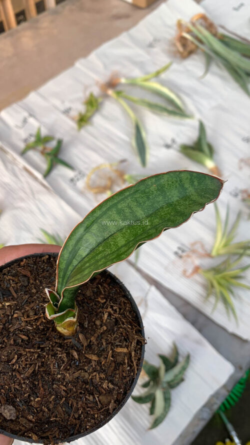 Sansevieria Malawi Bat, real gallery image #3 plants. Picture taken directly from kaktus.id community Sansevieria farmer green houses.
