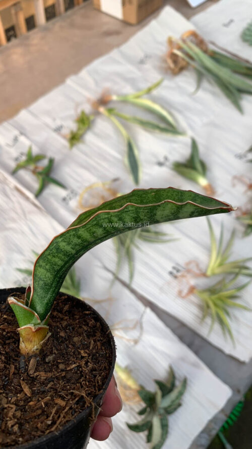 Sansevieria Malawi Bat, real gallery image #4 plants. Picture taken directly from kaktus.id community Sansevieria farmer green houses.