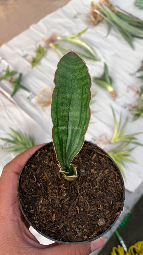 Sansevieria Malawi Bat, real gallery image #5 plants. Picture taken directly from kaktus.id community Sansevieria farmer green houses.