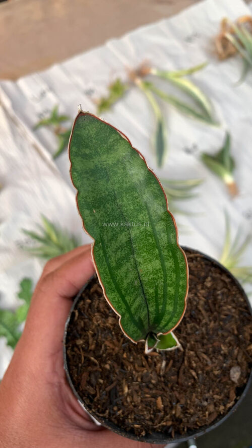 Sansevieria Malawi Bat, real gallery image #6 plants. Picture taken directly from kaktus.id community Sansevieria farmer green houses.