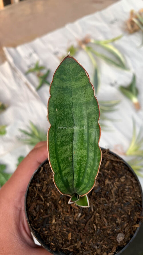 Sansevieria Malawi Bat, real gallery image #7 plants. Picture taken directly from kaktus.id community Sansevieria farmer green houses.