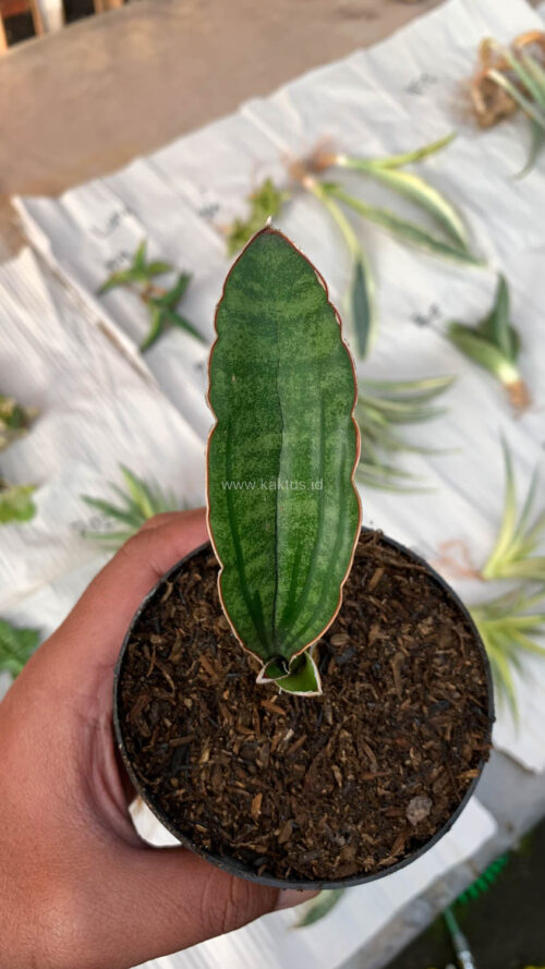 Sansevieria Malawi Bat, real gallery image #8 plants. Picture taken directly from kaktus.id community Sansevieria farmer green houses.