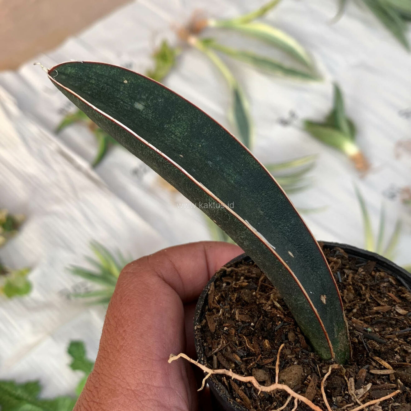Sansevieria Blue Bat, real feature image plant. Picture taken directly from kaktus.id community Sansevieria farmer green houses.