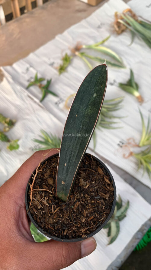 Sansevieria Blue Bat, real gallery image #2 plants. Picture taken directly from kaktus.id community Sansevieria farmer green houses.