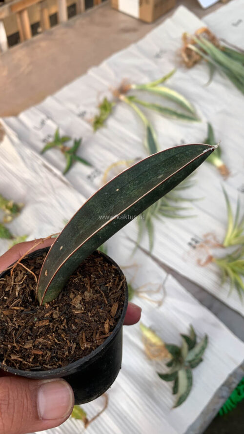Sansevieria Blue Bat, real gallery image #3 plants. Picture taken directly from kaktus.id community Sansevieria farmer green houses.