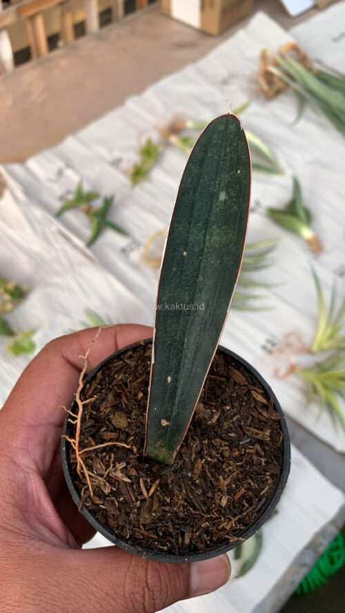 Sansevieria Blue Bat, real gallery image #4 plants. Picture taken directly from kaktus.id community Sansevieria farmer green houses.