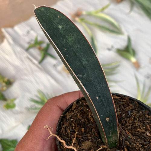 Sansevieria Blue Bat, real gallery image #5 plants. Picture taken directly from kaktus.id community Sansevieria farmer green houses.
