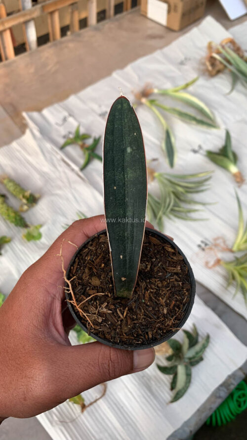 Sansevieria Blue Bat, real gallery image #6 plants. Picture taken directly from kaktus.id community Sansevieria farmer green houses.