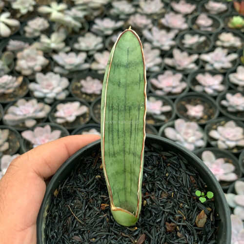 Sansevieria Silver Bat, real gallery image #9 plants. Picture taken directly from kaktus.id community Sansevieria farmer green houses.
