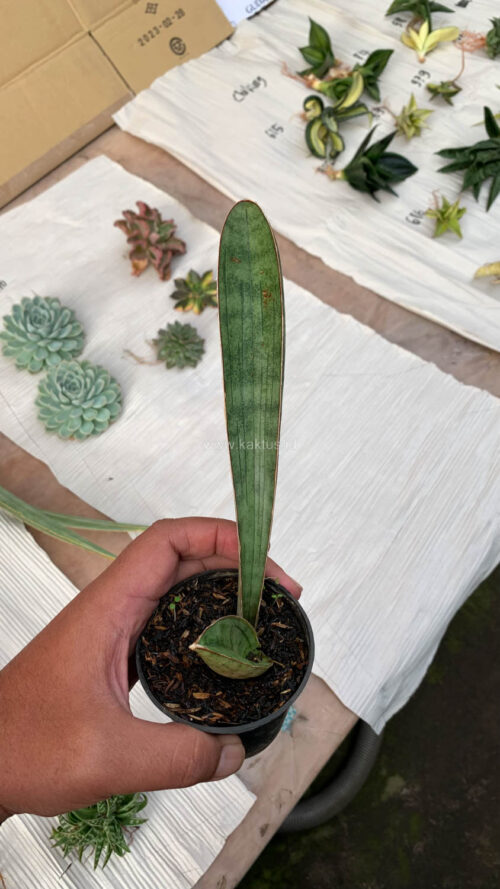 Sansevieria Silver Bat, real gallery image #13 plants. Picture taken directly from kaktus.id community Sansevieria farmer green houses.