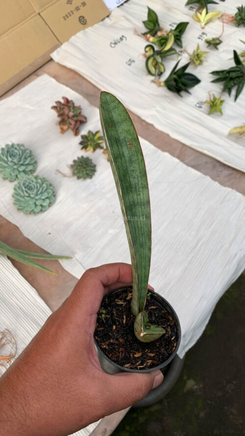 Sansevieria Silver Bat, real gallery image #14 plants. Picture taken directly from kaktus.id community Sansevieria farmer green houses.