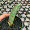 Sansevieria Silver Bat, real feature image plant. Picture taken directly from kaktus.id community Sansevieria farmer green houses.