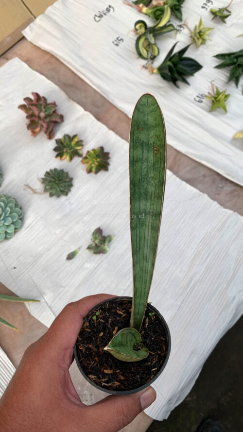 Sansevieria Silver Bat, real gallery image #4 plants. Picture taken directly from kaktus.id community Sansevieria farmer green houses.