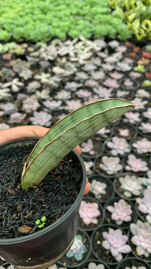 Sansevieria Silver Bat, real gallery image #3 plants. Picture taken directly from kaktus.id community Sansevieria farmer green houses.