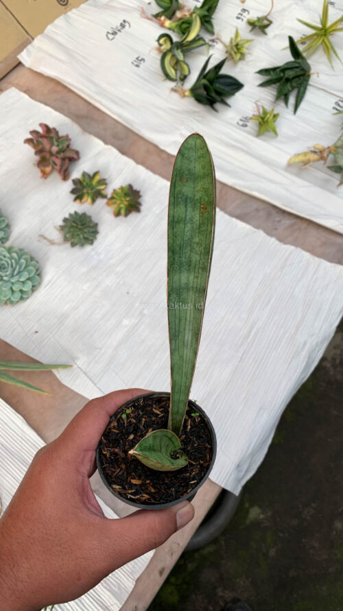 Sansevieria Silver Bat, real gallery image #6 plants. Picture taken directly from kaktus.id community Sansevieria farmer green houses.