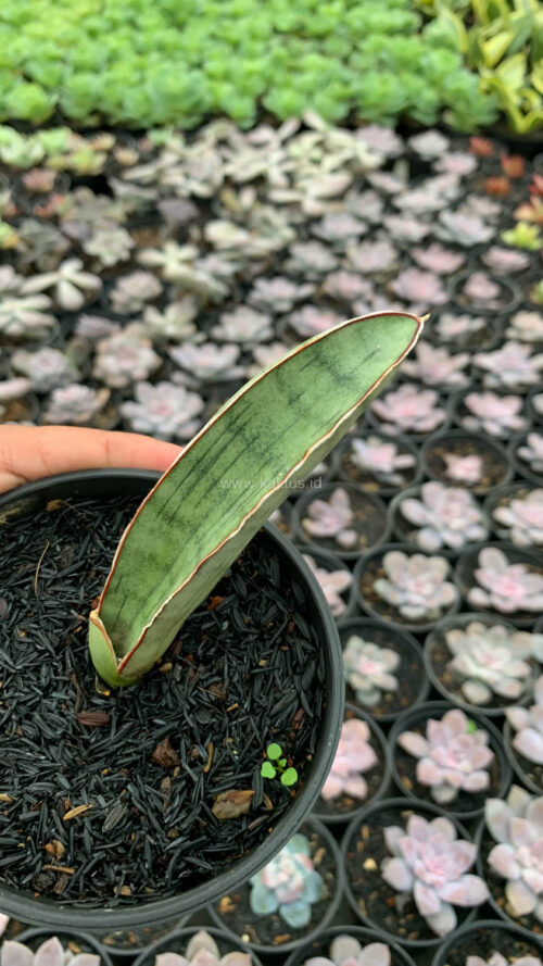 Sansevieria Silver Bat, real gallery image #5 plants. Picture taken directly from kaktus.id community Sansevieria farmer green houses.