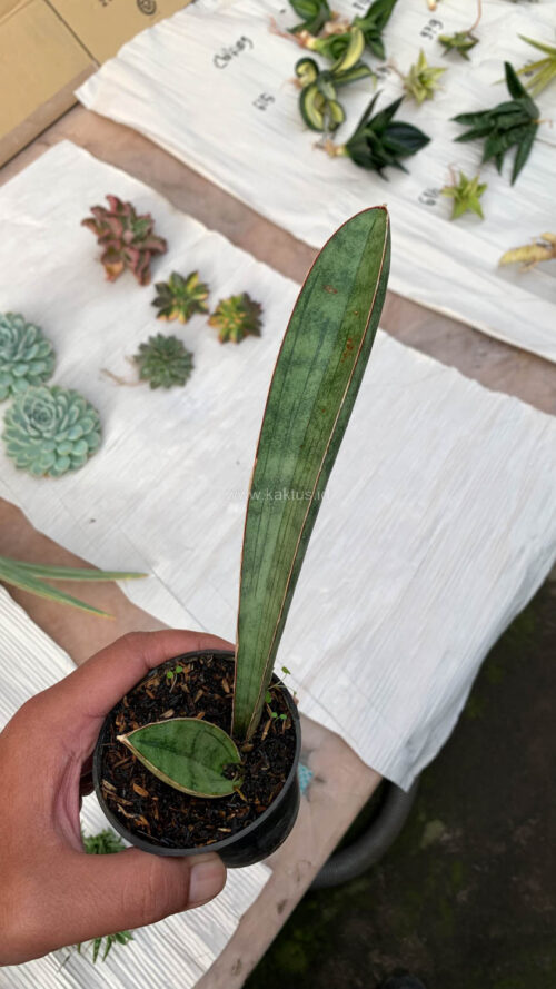 Sansevieria Silver Bat, real gallery image #1 plants. Picture taken directly from kaktus.id community Sansevieria farmer green houses.