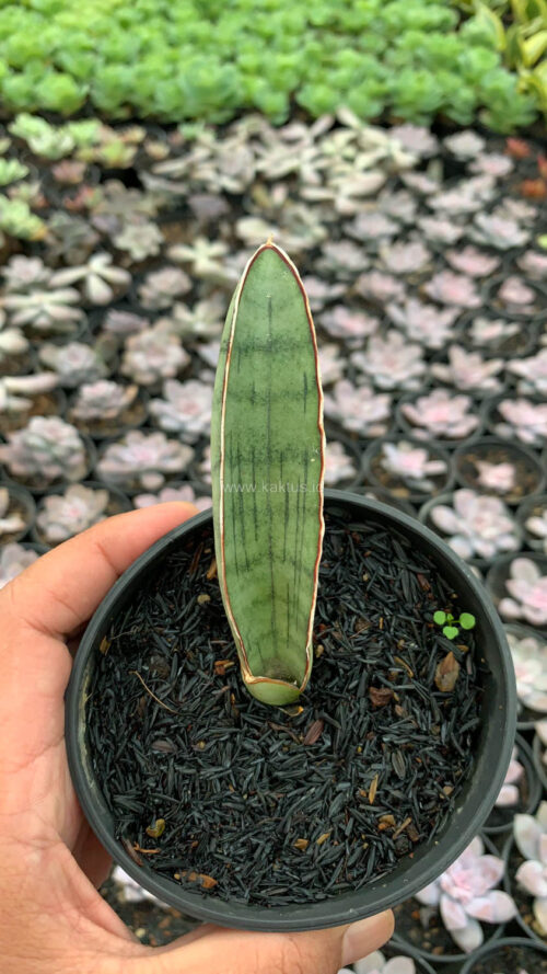 Sansevieria Silver Bat, real gallery image #7 plants. Picture taken directly from kaktus.id community Sansevieria farmer green houses.
