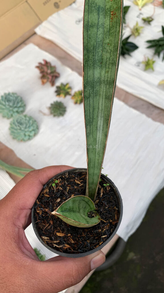 kaktus.id