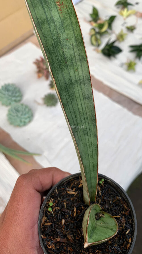 Sansevieria Silver Bat, real gallery image #10 plants. Picture taken directly from kaktus.id community Sansevieria farmer green houses.