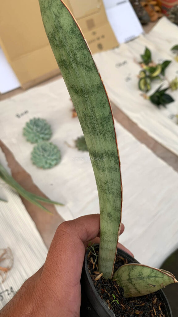kaktus.id