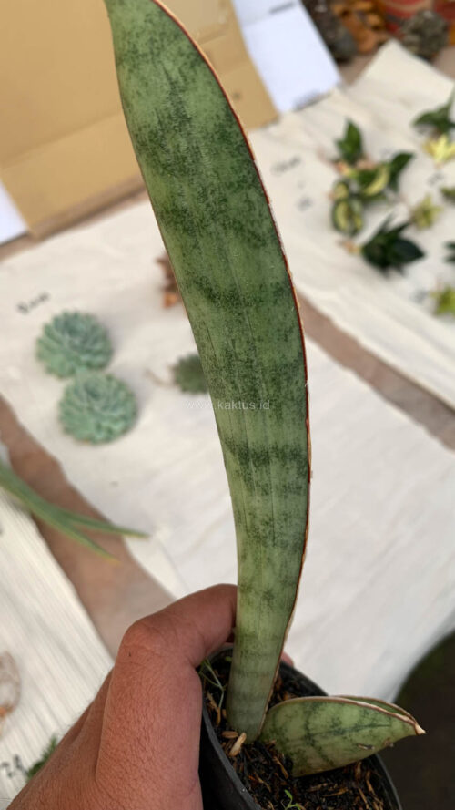 Sansevieria Silver Bat, real gallery image #2 plants. Picture taken directly from kaktus.id community Sansevieria farmer green houses.