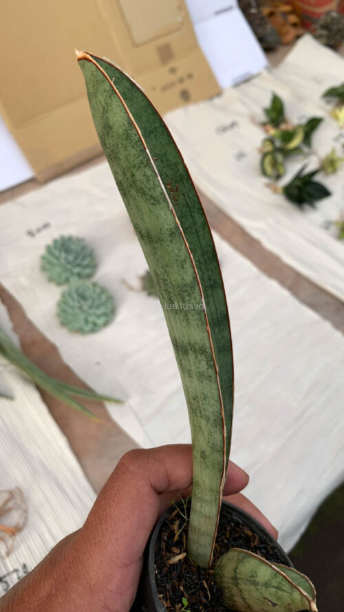 Sansevieria Silver Bat, real gallery image #12 plants. Picture taken directly from kaktus.id community Sansevieria farmer green houses.