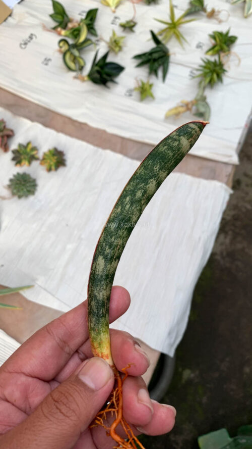 Sansevieria Lundi, real gallery image #2 plants. Picture taken directly from kaktus.id community Sansevieria farmer green houses.