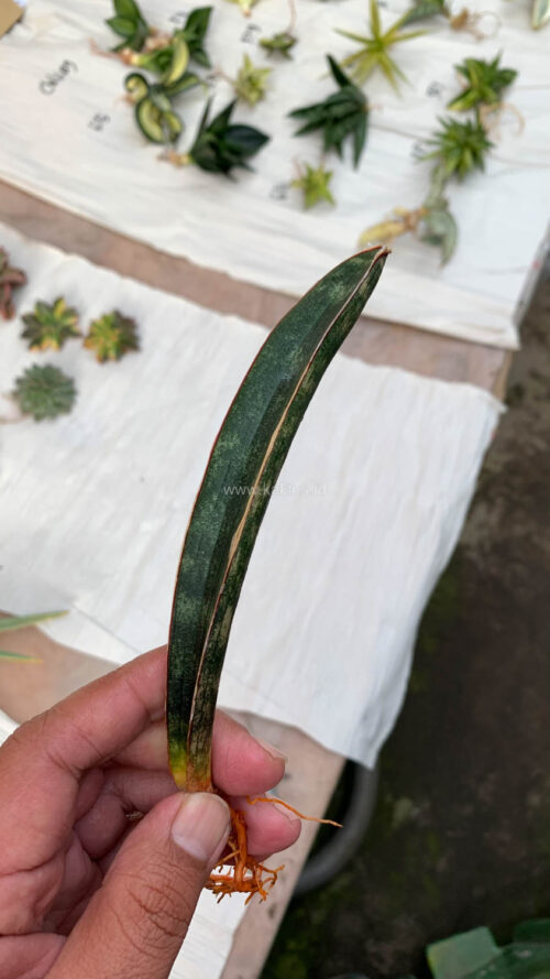 Sansevieria Lundi, real gallery image #3 plants. Picture taken directly from kaktus.id community Sansevieria farmer green houses.