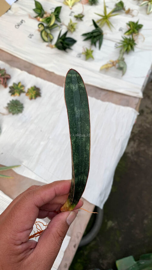 Sansevieria Lundi, real gallery image #4 plants. Picture taken directly from kaktus.id community Sansevieria farmer green houses.