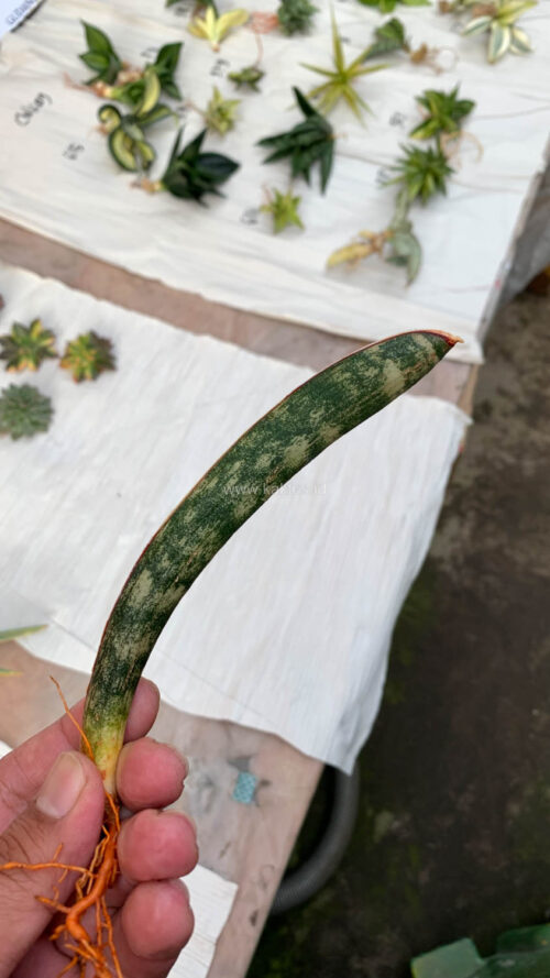 Sansevieria Lundi, real gallery image #5 plants. Picture taken directly from kaktus.id community Sansevieria farmer green houses.