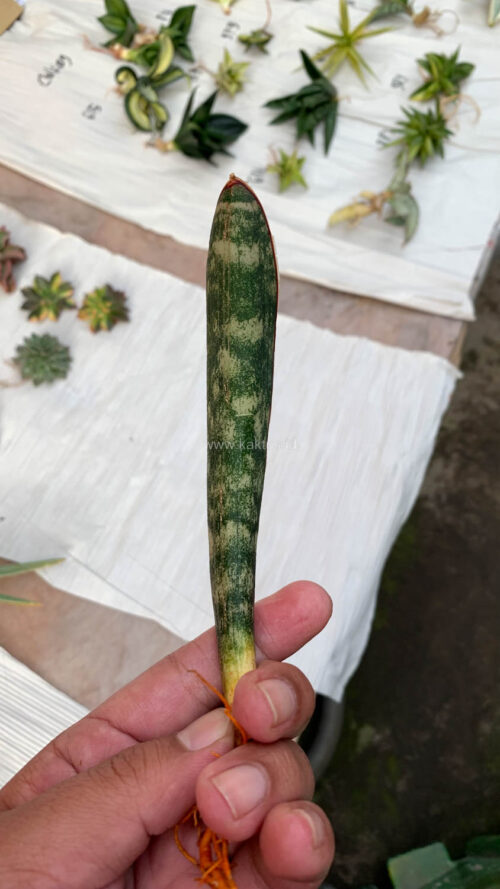 Sansevieria Lundi, real gallery image #1 plants. Picture taken directly from kaktus.id community Sansevieria farmer green houses.