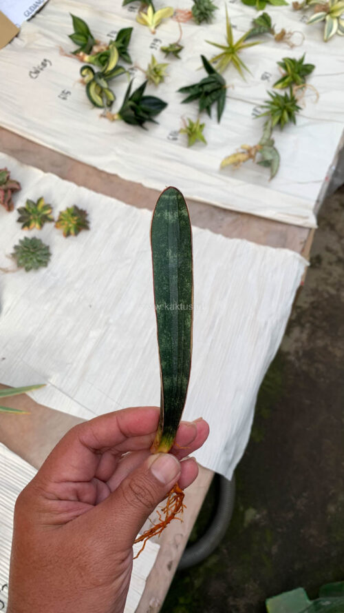 Sansevieria Lundi, real gallery image #6 plants. Picture taken directly from kaktus.id community Sansevieria farmer green houses.