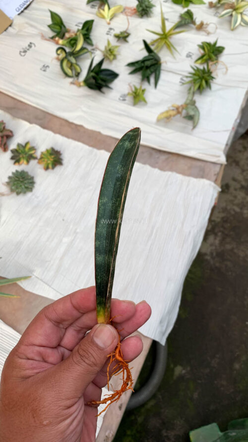 Sansevieria Lundi, real gallery image #7 plants. Picture taken directly from kaktus.id community Sansevieria farmer green houses.
