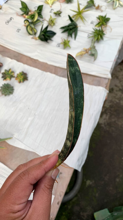 Sansevieria Lundi, real gallery image #8 plants. Picture taken directly from kaktus.id community Sansevieria farmer green houses.