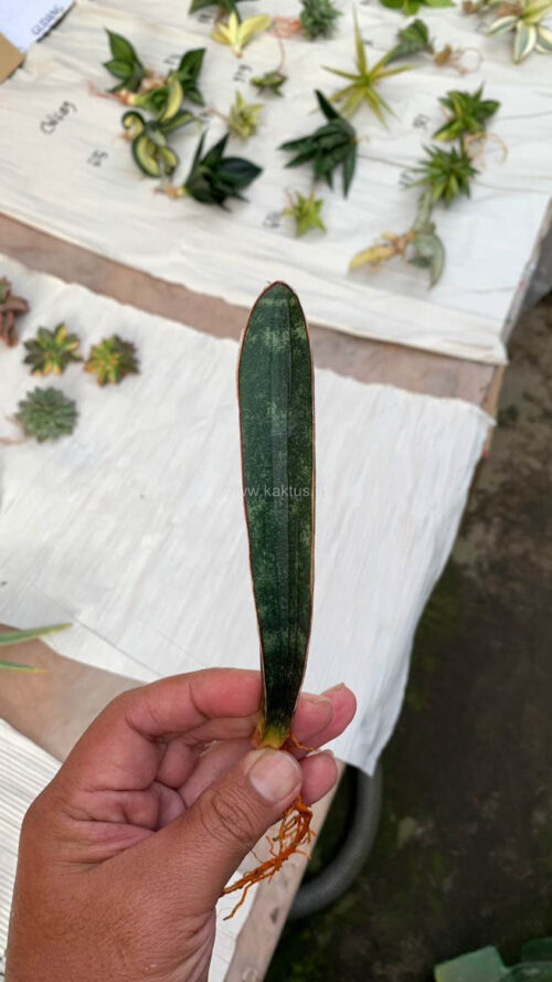 Sansevieria Lundi, real gallery image #9 plants. Picture taken directly from kaktus.id community Sansevieria farmer green houses.