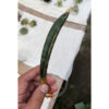 Sansevieria Lundi, real feature image plant. Picture taken directly from kaktus.id community Sansevieria farmer green houses.