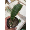 Sansevieria Scimi Sayati Jorj, real feature image plant. Picture taken directly from kaktus.id community Sansevieria farmer green houses.