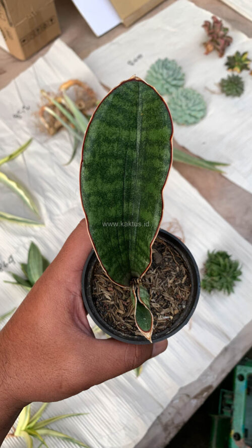 Sansevieria Scimi Sayati Jorj, real gallery image #2 plants. Picture taken directly from kaktus.id community Sansevieria farmer green houses.