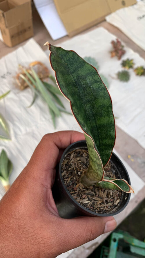 Sansevieria Scimi Sayati Jorj, real gallery image #3 plants. Picture taken directly from kaktus.id community Sansevieria farmer green houses.