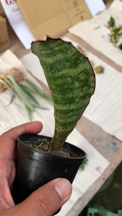 Sansevieria Scimi Sayati Jorj, real gallery image #5 plants. Picture taken directly from kaktus.id community Sansevieria farmer green houses.