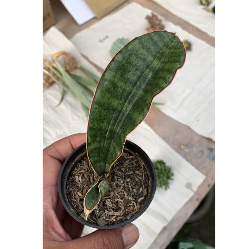 Sansevieria Scimi Sayati Jorj, real feature image plant. Picture taken directly from kaktus.id community Sansevieria farmer green houses.