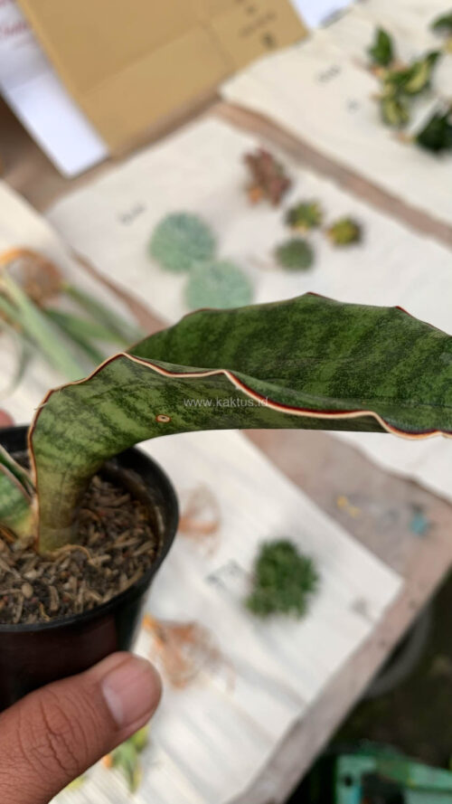 Sansevieria Scimi Sayati Jorj, real gallery image #6 plants. Picture taken directly from kaktus.id community Sansevieria farmer green houses.