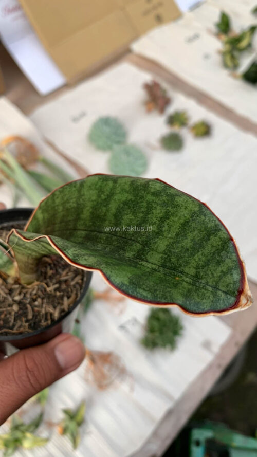Sansevieria Scimi Sayati Jorj, real gallery image #1 plants. Picture taken directly from kaktus.id community Sansevieria farmer green houses.